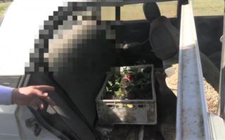 В ЗКО полицейские у скотников изъяли коноплю, оружие и рога сайги