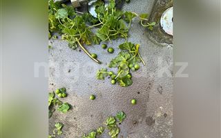 Двое детей отравились ядовитой травой в Актюбинской области 