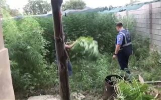 Почти 2 тонны марихуаны нашел беспилотник в Жамбылской области