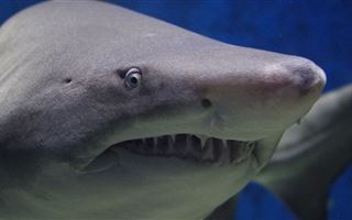 В Египте снова акула напала на туристку