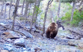 В Жонгар-Алатауском национальном парке в фотоловушку попали тяньшанские бурые медведи