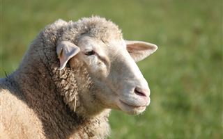 Стадо овец съело 100 килограммов конопли и лишило фермера урожая
