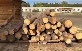 В Павлодарской области расследуют хищение и вырубку леса 