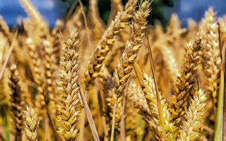 Египет возобновит закупку пшеницы в Казахстане 