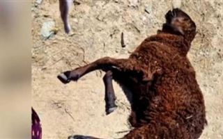 В Жамбылской области от неизвестной болезни массово гибнут бараны