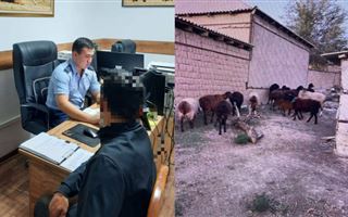 В Шымкенте с помощью GPS нашли украденных овец