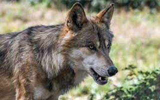 В Костанайской области волки повадились нападать на скот