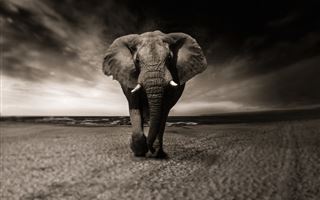 Туристку затоптал слон во время сафари в Кении
