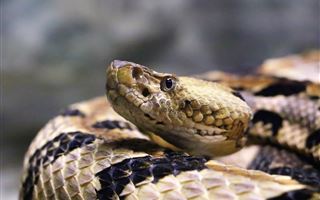 Женщину укусила змея в Усть-Каменогорске