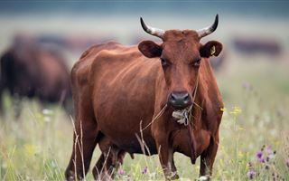 В Костанайской области у крупного рогатого скота выявили бешенство