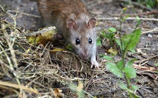 С нашествием крыс борются жители Павлодара 