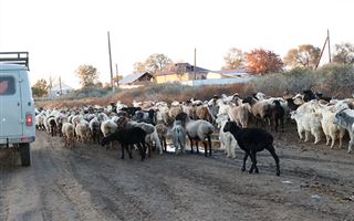 Разница в 20 процентов: почему в Казахстане не могут точно посчитать, сколько в стране скота