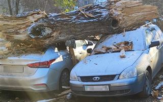 В Усть-Каменогорске на несколько автомобилей упало дерево
