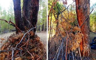 "Кто-то снова хочет поджечь леса" - заготовки для костров обнаружили в лесах жители области Абай