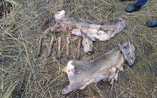 В ВКО выявлен факт незаконной охоты 