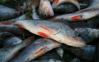 В Казахстане оштрафовали браконьеров на 69 млн тенге за вылов рыбы 