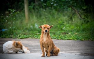 Неопасных бродячих собак начали помечать в Павлодаре 