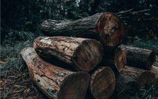 В Жетысуской области двое мужчин незаконно вырубили около тысячи деревьев