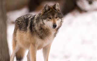 Жители ВКО просят разрешить отстрел волков