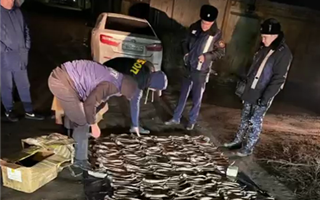В Павлодарской области задержали человека с рогами сайги на 2 миллиарда тенге