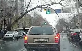 Большое дерево упало на автомобиль в Алматы 