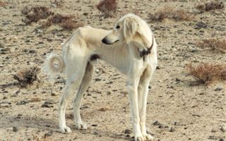 В Казахстане создан банк ДНК собак казахской породы тазы из различных регионов
