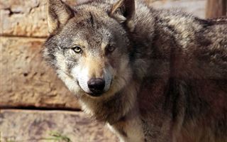 В Каркаралинске вводят ограничения из-за бешеного волка