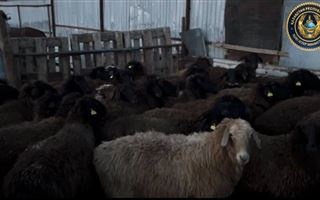 В Туркестанской области скотокрады украли овец почти на 2 млн тенге 