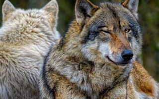 В Костанайской области могут отстрелять более 50 волков 