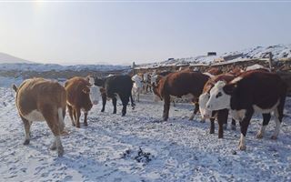 Почти тысяча коров оказалась на "штрафстоянке" в области Абай