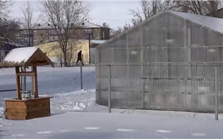 Школьная теплица в Уральске: ученики учатся земледелию