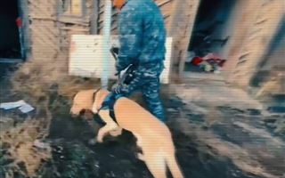 В Казахстане с начала года с помощью служебных собак раскрыто 575 преступлений