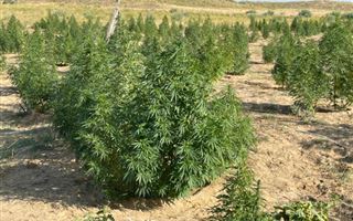 В Таразе у мужчины нашли индийскую марихуану на 10 млн тенге