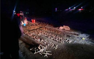 В Уральске полицейские в машине обнаружили около 600 рогов сайги