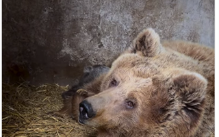 В зоопарке Алматы родились два медвежонка