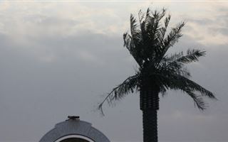 Пальмы «завяли» на набережной Актау