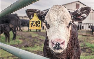 В США коровы начали заражаться птичьим гриппом