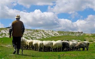 В Абайской области спасли двух пастухов