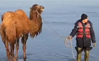 В Акмолинской области из паводковых вод спасли шесть верблюдов