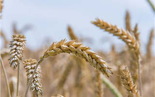 Продлен запрет на ввоз пшеницы в Казахстан 