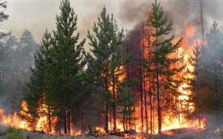 Лесные пожары вплотную подобрались к границам городов: ученые бьют тревогу
