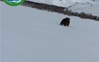 Прогулка бурого медведя попала в фотоловушку в заповеднике ВКО