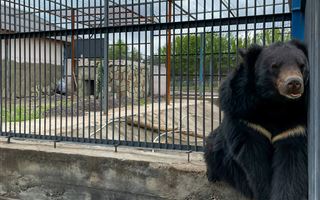 Гималайский медведь появился в зоопарке Караганды