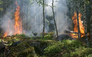 Ученый предсказал разрушительные лесные пожары