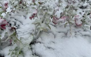 Снег выпал в Акмолинской области 