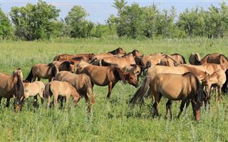 Институт коневодства появится в Казахстане