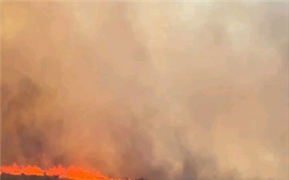 В Жамбылской области произошел лесной пожар 