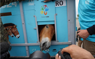 Лошадей Пржевальского возвращают в дикую природу в Казахстане