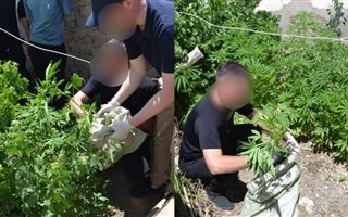 У жителя Кызылординской области во дворе дома обнаружили 59 кустов марихуаны