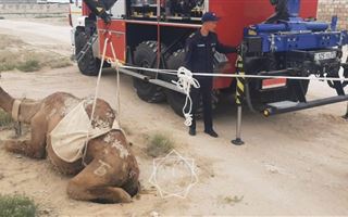В Жанаозене спасли верблюда, который упал в колодец